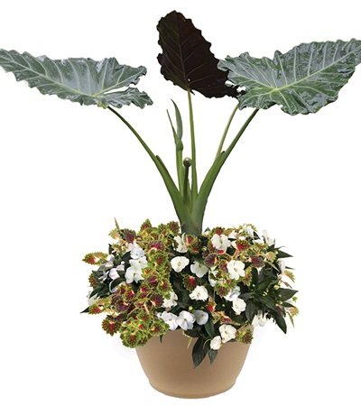 Mayan Time Planter